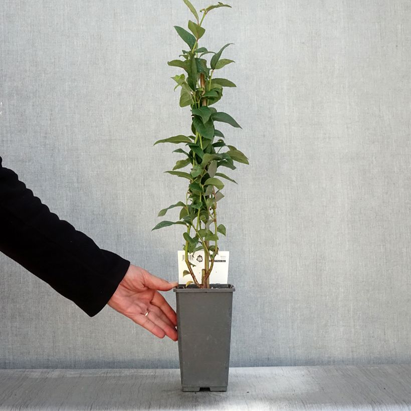 Spécimen de Myrtillier Flamingo - Vaccinium corymbosum Pot de 1,5L/2L, Buisson tel que livré en automne