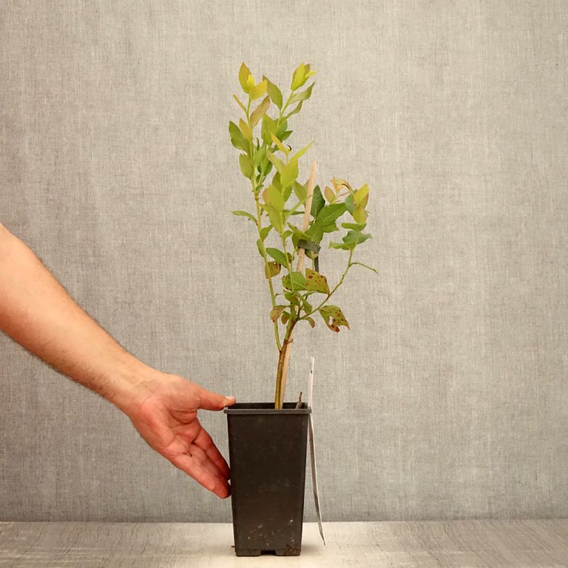 Spécimen de Myrtillier Flamingo - Vaccinium corymbosum Pot de 1,5L/2L, Buisson tel que livré en été