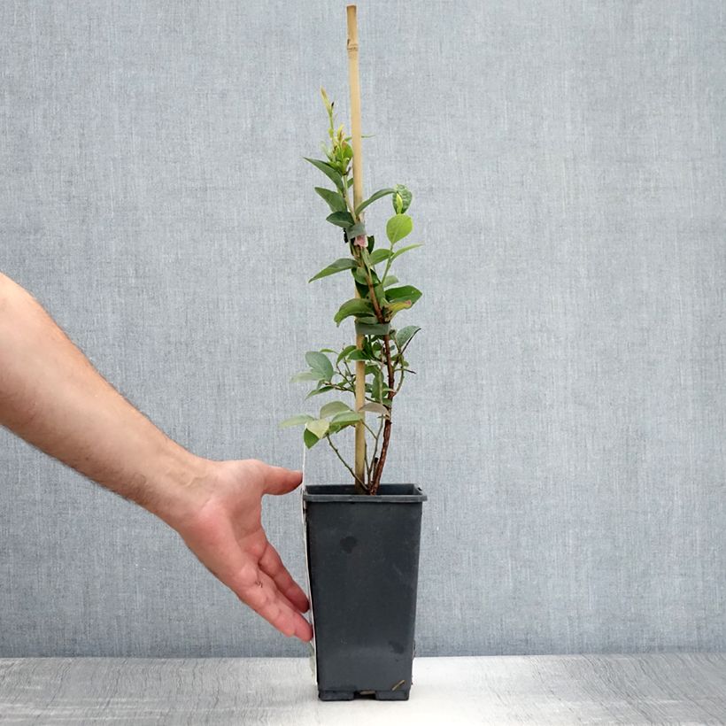 Spécimen de Myrtille Goldtraube - Vaccinium corymbosum Pot de 1,5L/2L, Buisson tel que livré en été
