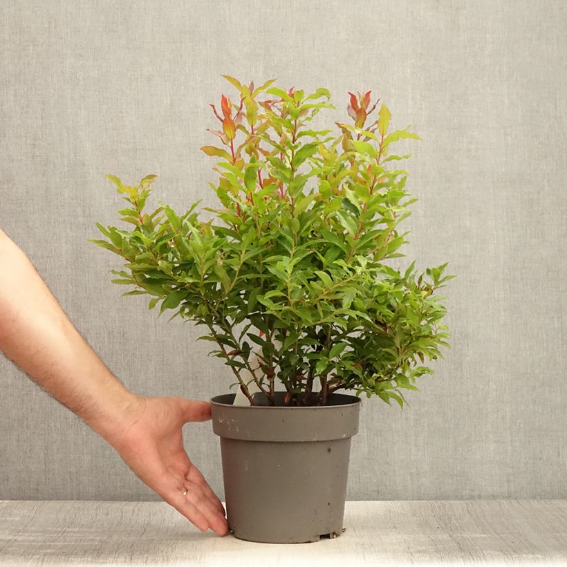 Spécimen de Myrtillier Goutte Bleue® (Blautropf) - Vaccinum cylindraceum Pot de 1,5L/2L, Touffe tel que livré en été