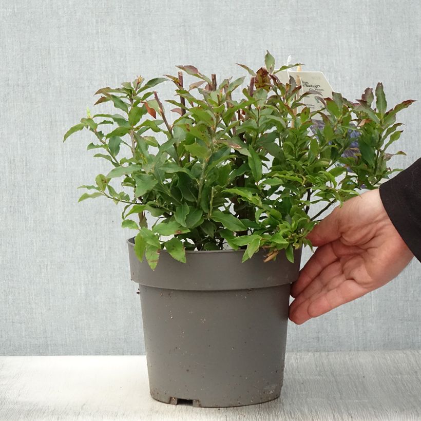 Spécimen de Myrtillier Goutte Bleue® (Blautropf) - Vaccinum cylindraceum Pot de 1.5L/2L tel que livré au printemps