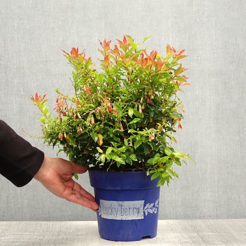 Spécimen de Myrtillier nain Lucky Berry - Vaccinium corymbosum Pot de 4L/5L, Touffe tel que livré en été