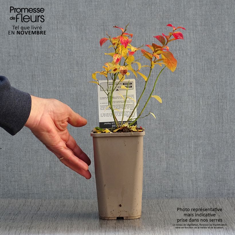 Spécimen de Myrtillier Patriot - Vaccinum corymbosum Pot de 1,5L/2L, Buisson tel que livré en automne
