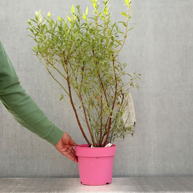 Spécimen de Myrtillier Pink Berry Pot de 4L/5L, Touffe tel que livré en été