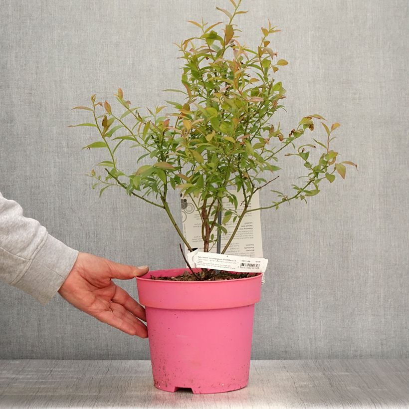Spécimen de Myrtillier Pink Berry - Pot de 4L/5L tel que livré au printemps
