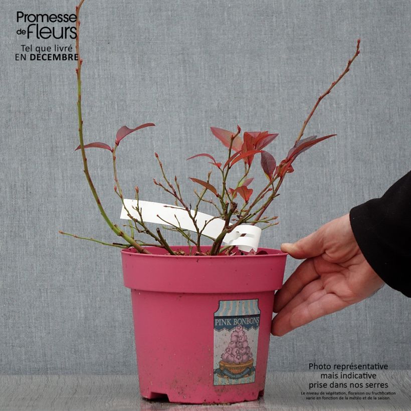 Spécimen de Myrtillier Pink Bonbons - Vaccinium corymbosum  Pot de 2L/3L tel que livré en automne