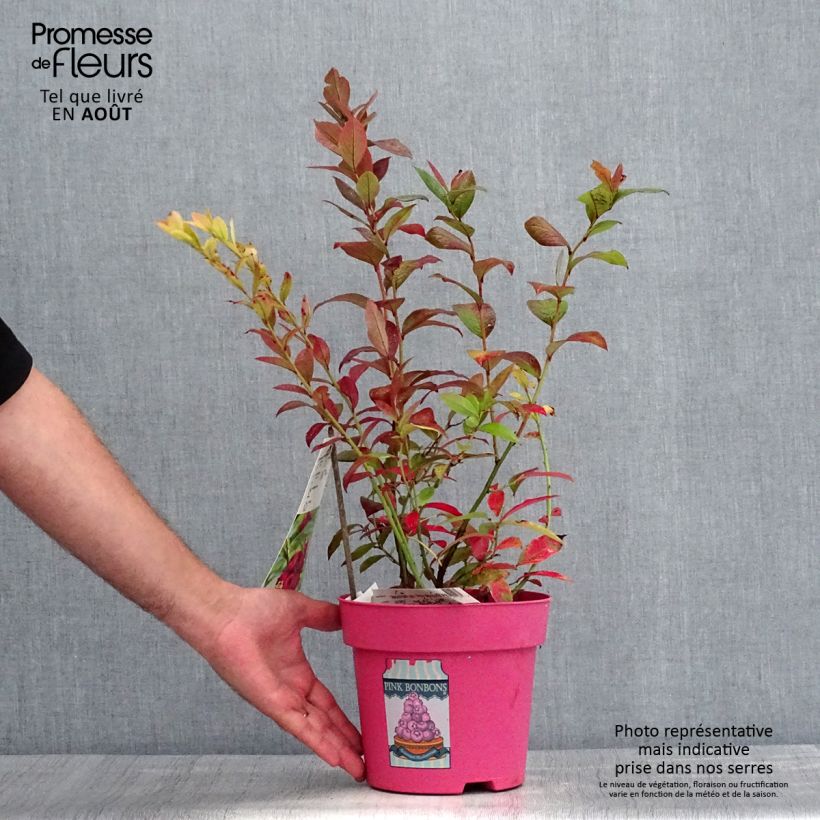 Spécimen de Myrtillier Pink Bonbons - Vaccinium corymbosum  Pot de 2L/3L tel que livré en été