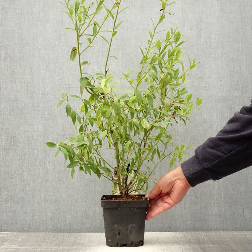 Spécimen de Myrtillier Pink Lemonade - Myrtille rose Pot de 1L/1,5L, Buisson tel que livré en été