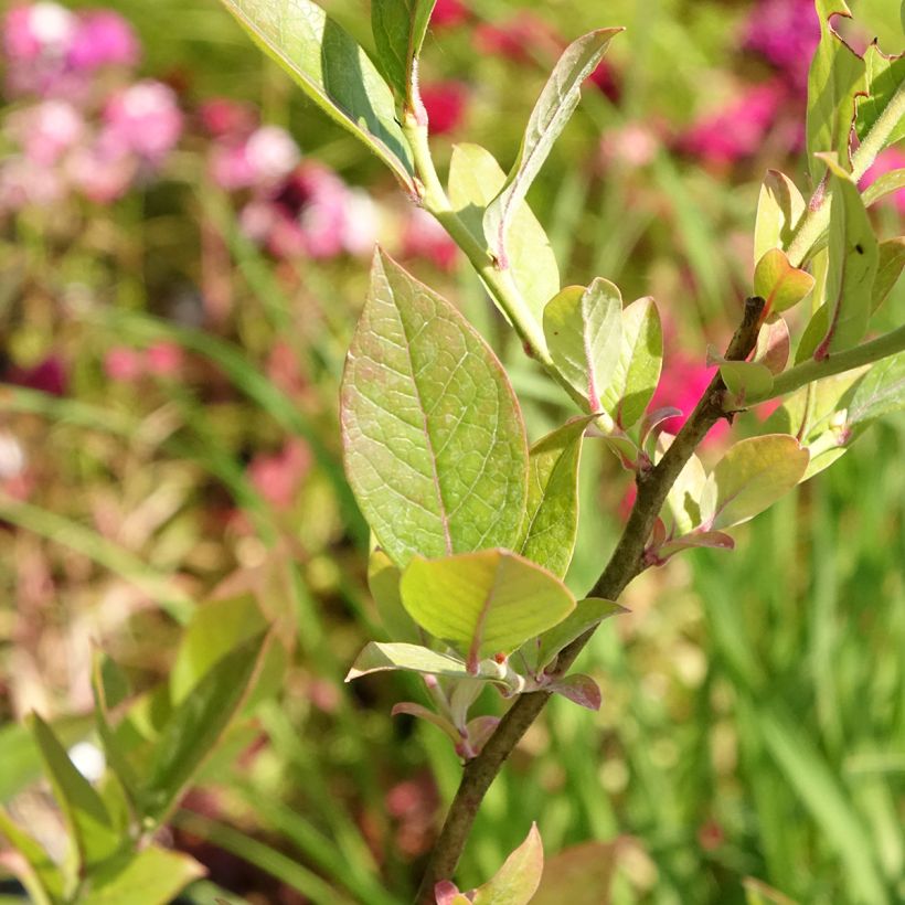 Myrtillier Reka Bio (Feuillage)