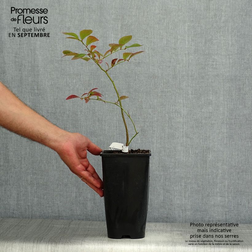 Spécimen de Myrtillier Yello!Berryblue - Vaccinium corymbosum Pot de 2L/3L tel que livré en été