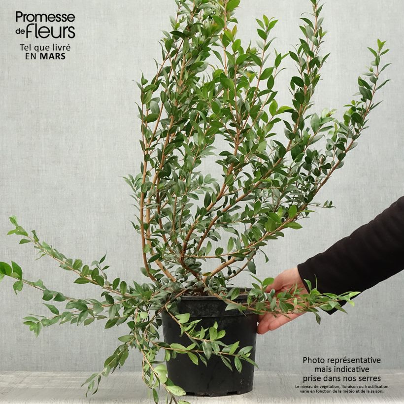 Spécimen de Myrtus communis - Myrte commun en pot de 7,5l/10l tel que livré au printemps
