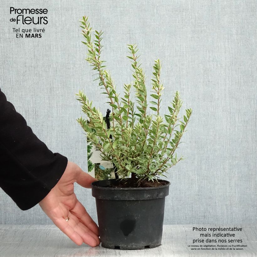 Spécimen de Myrtus communis Variegata - Myrte panaché tel que livré au printemps