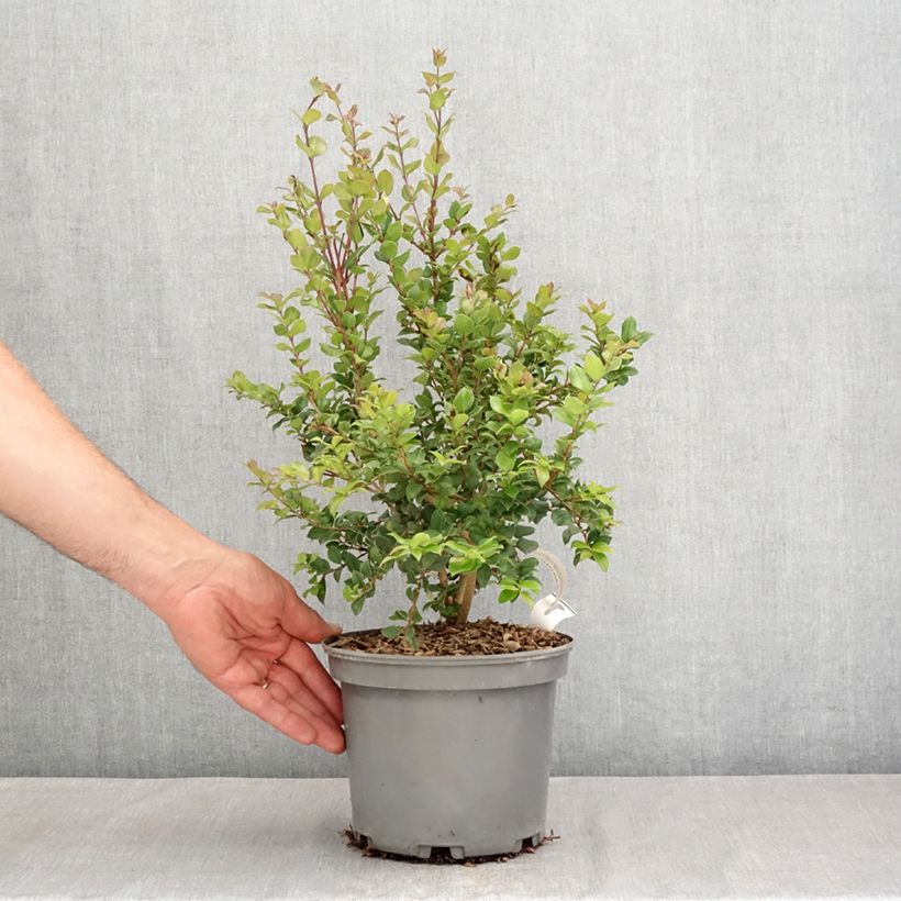 Spécimen de Myrtus luma - Myrte du Chili Pot de 3L/4L tel que livré en été