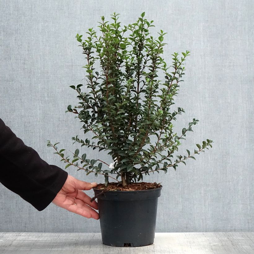 Spécimen de Myrtus luma - Myrte du Chili Pot de 3L/4L tel que livré au printemps