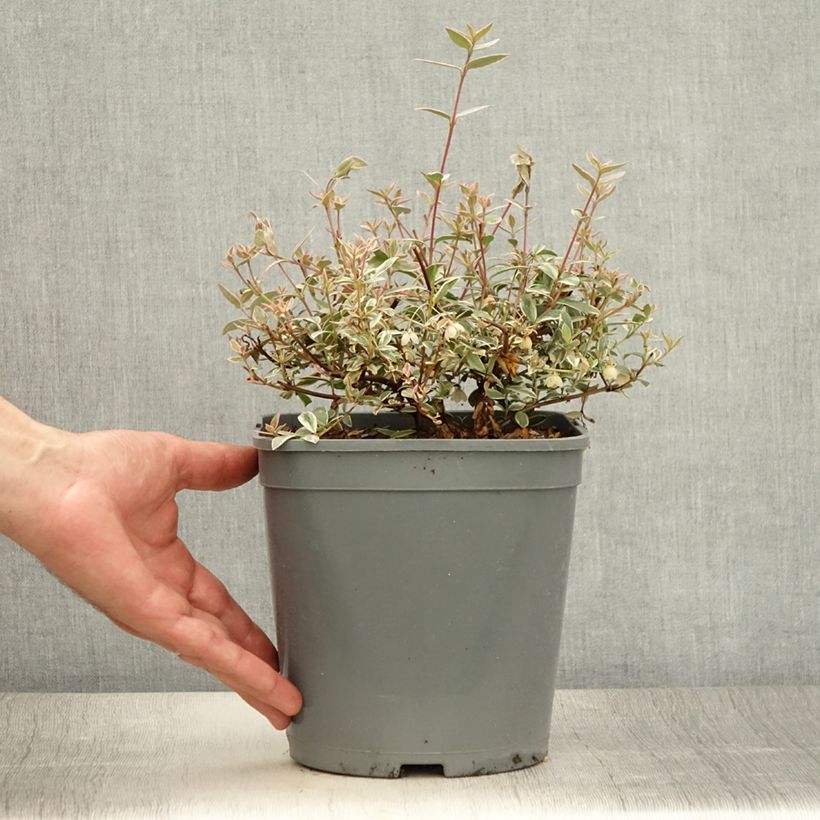 Spécimen de Myrtus ugni Flambeau - Myrte ugni Pot de 3L/4L tel que livré en été