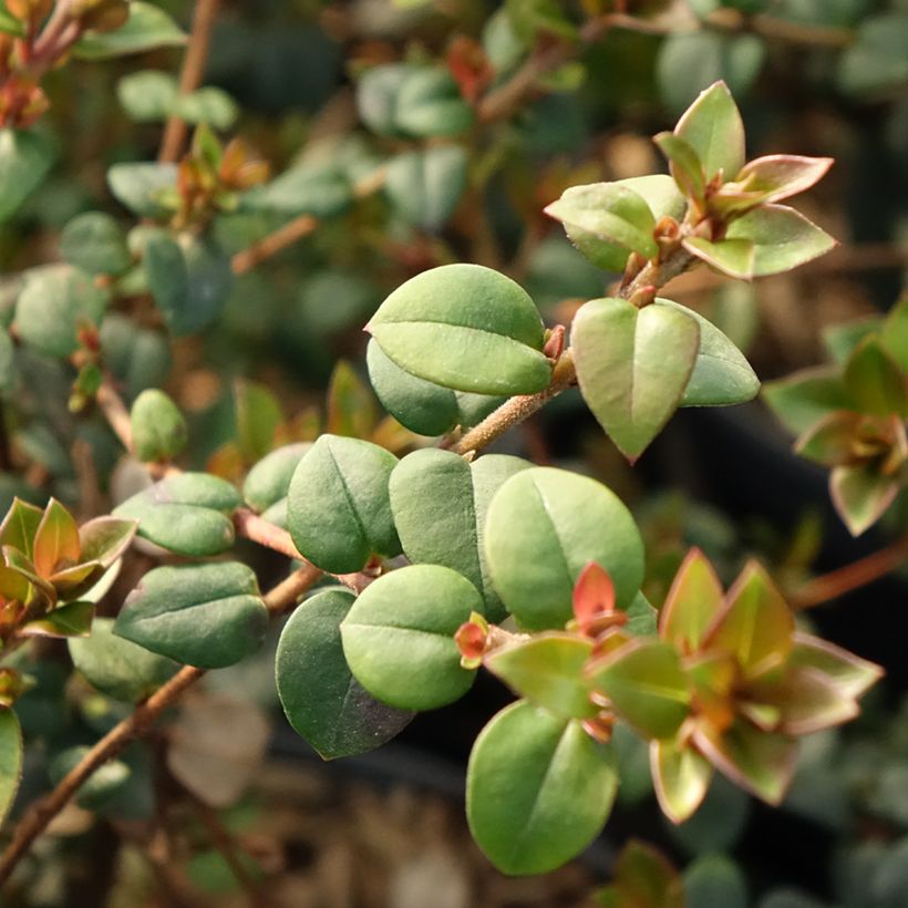 Myrtus ugni ou Ugni molinae Elite (Feuillage)