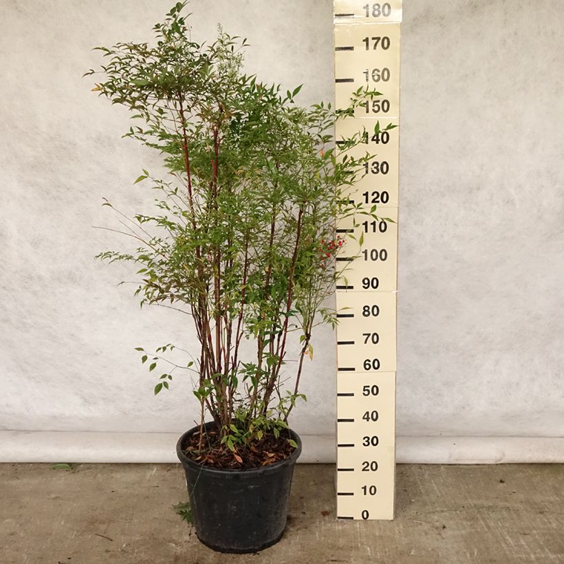 Spécimen de Nandina domestica - Bambou sacré Pot de 18L/20L tel que livré en été