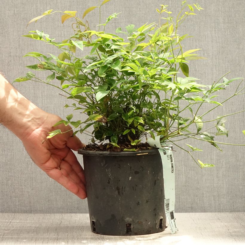 Spécimen de Nandina domestica - Bambou sacré Pot de 2L/3L tel que livré en été