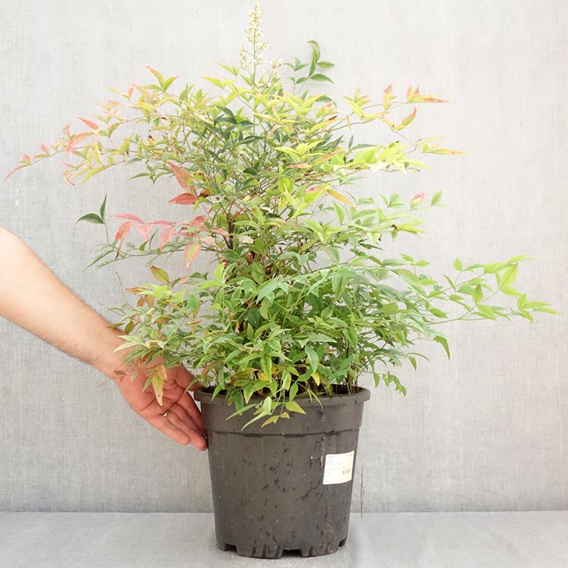 Spécimen de Nandina domestica - Bambou sacré Pot de 7,5L/10L tel que livré en été