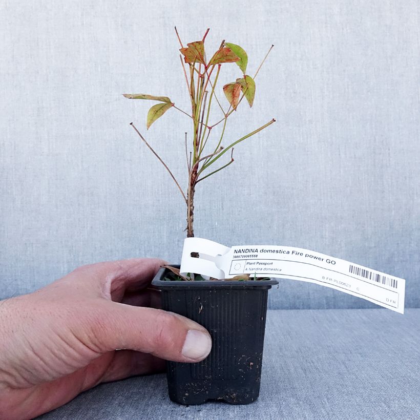 Spécimen de Nandina domestica Fire Power - Bambou sacré  Godet de 8/9 cmHauteur livrée env. 10/15cm tel que livré au printemps