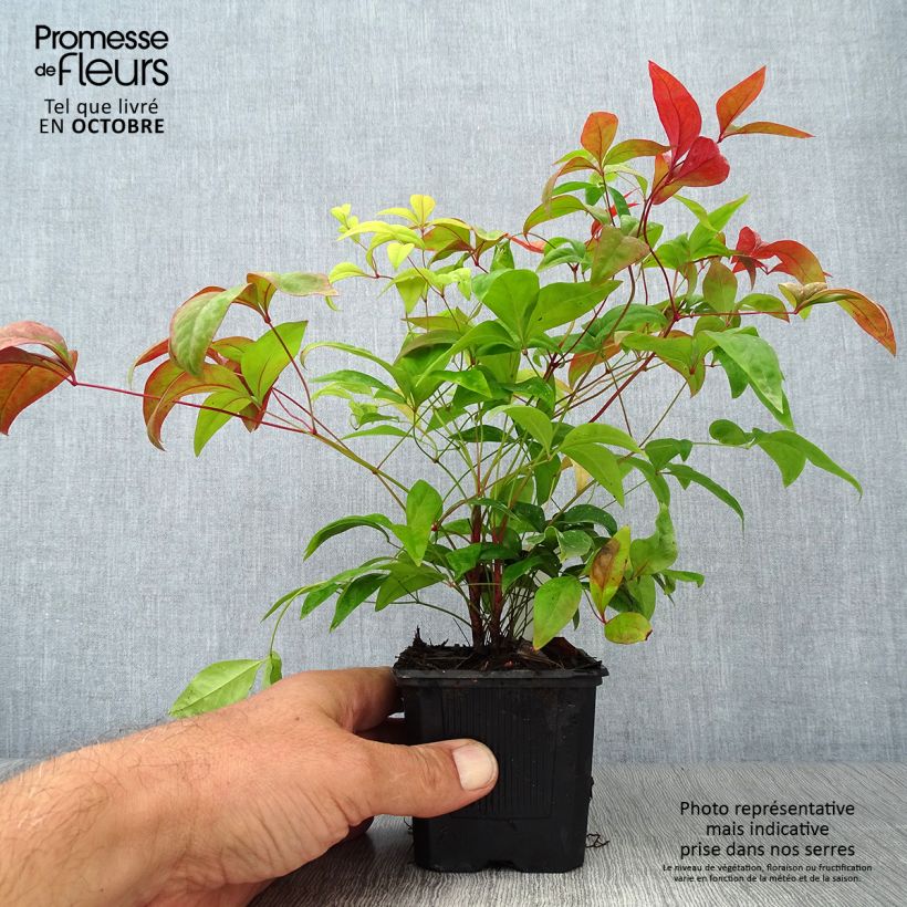 Spécimen de Nandina domestica Fire Power - Bambou sacré  Godet de 8/9 cm tel que livré en automne