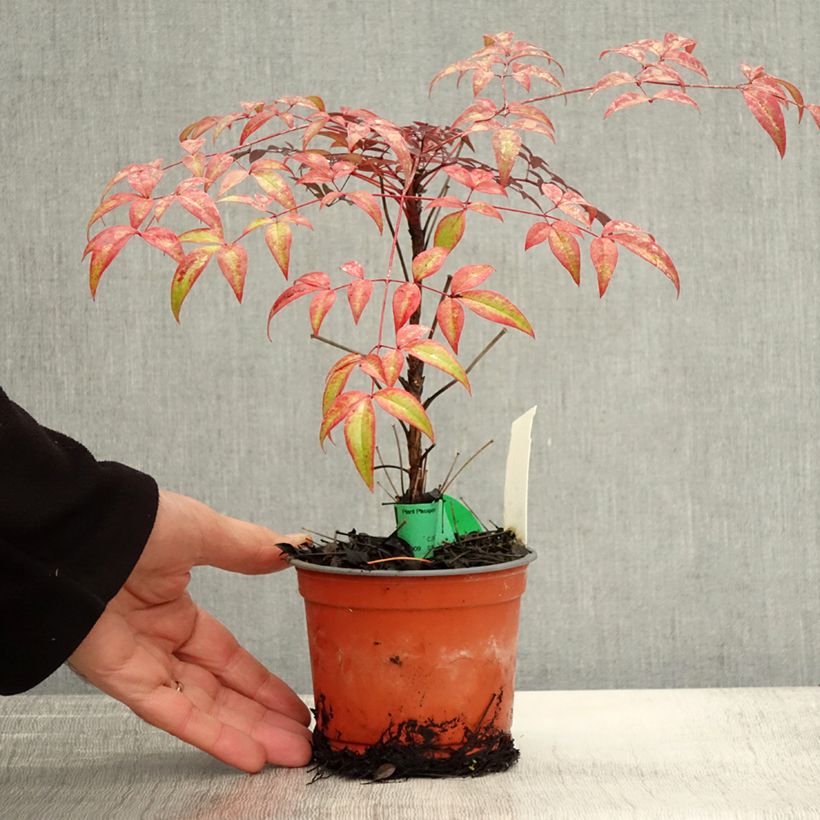Spécimen de Nandina domestica Flirt - Bambou sacré nain Pot de 12 cm / 13 cm tel que livré en automne