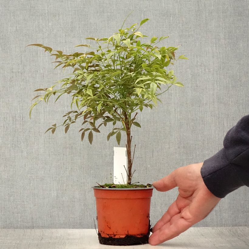 Spécimen de Nandina domestica Flirt - Bambou sacré nain Pot de 12 cm / 13 cm tel que livré en été