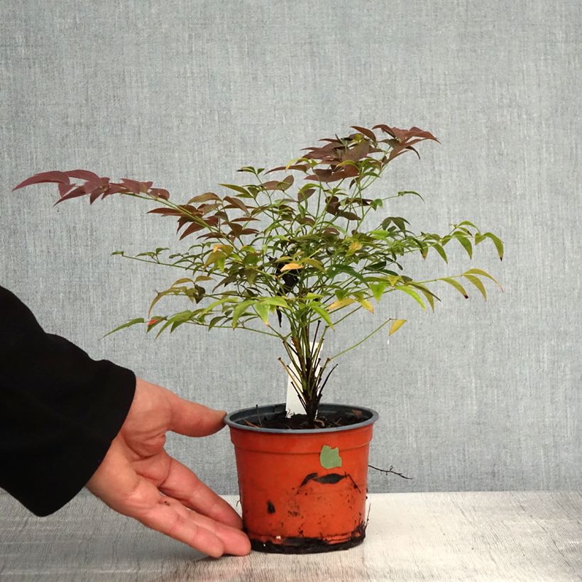 Spécimen de Nandina domestica Flirt - Bambou sacré nain - Pot de 12 cm tel que livré au printemps