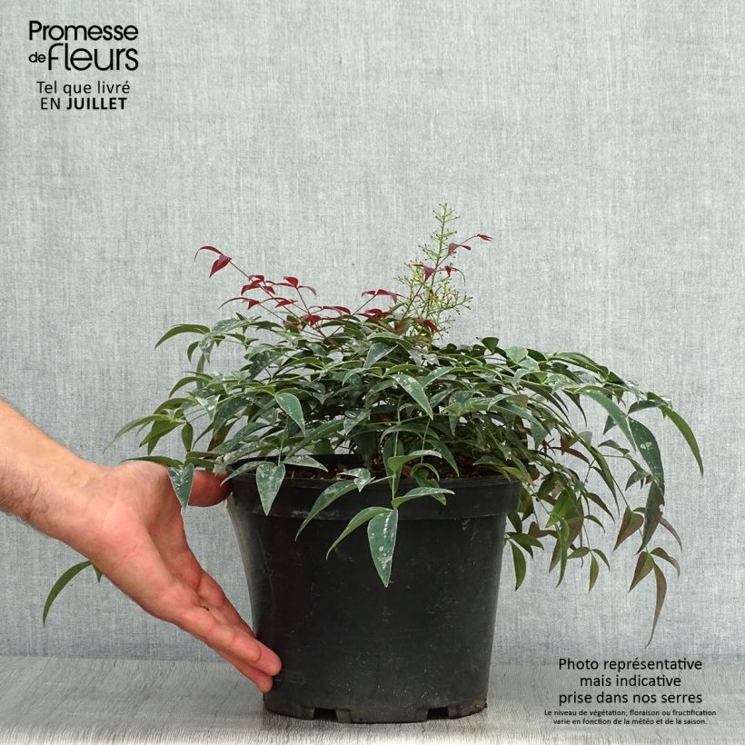 Spécimen de Nandina domestica Flirt - Bambou sacré nain Pot de 3L/4L tel que livré en été