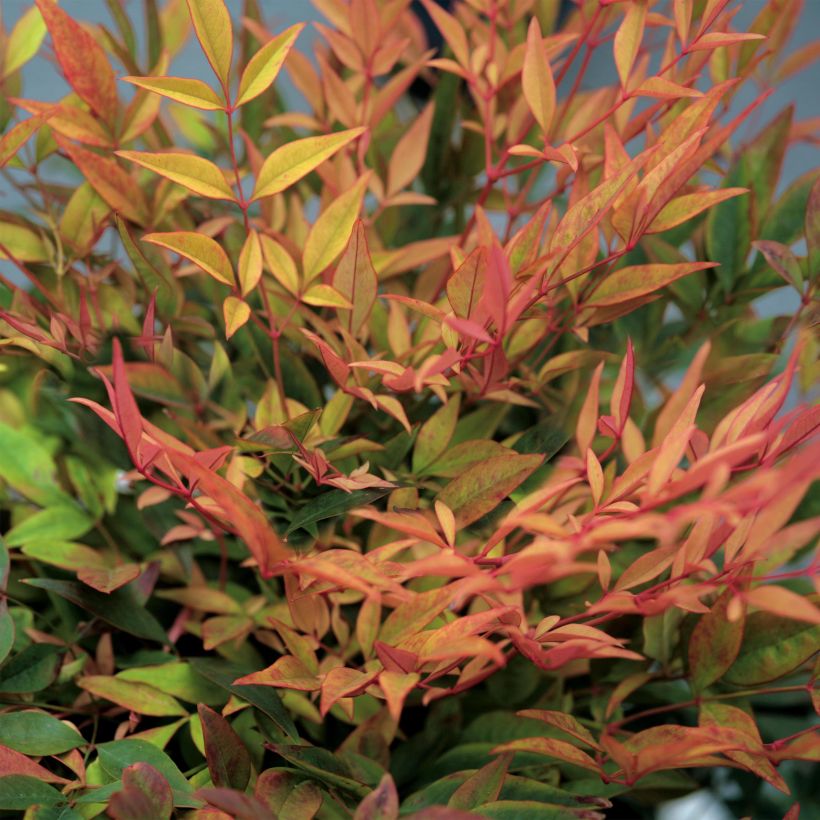 Nandina domestica Gulf Stream - Bambou sacré orange cuivre (Feuillage)