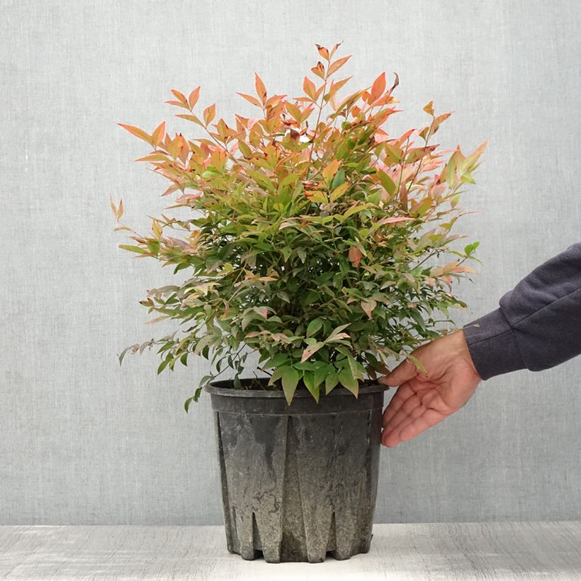Spécimen de Nandina domestica Gulf Stream - Bambou sacré orange cuivre Pot de 7,5L/10L tel que livré en été