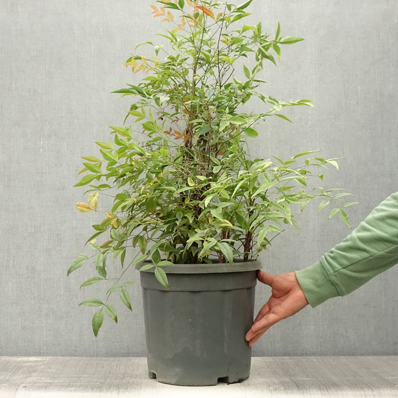 Spécimen de Nandina domestica Lemon Lime - Bambou sacré Pot de 7,5L/10L tel que livré en été