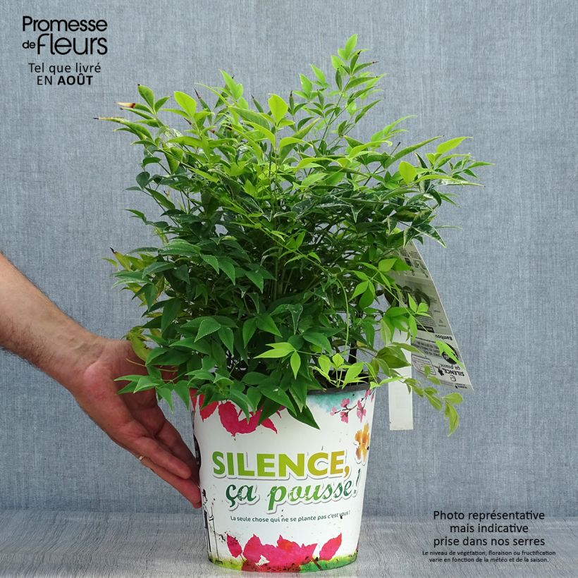Spécimen de Nandina domestica Lemon Lime - Bambou sacré Pot de 4L/5L tel que livré en été