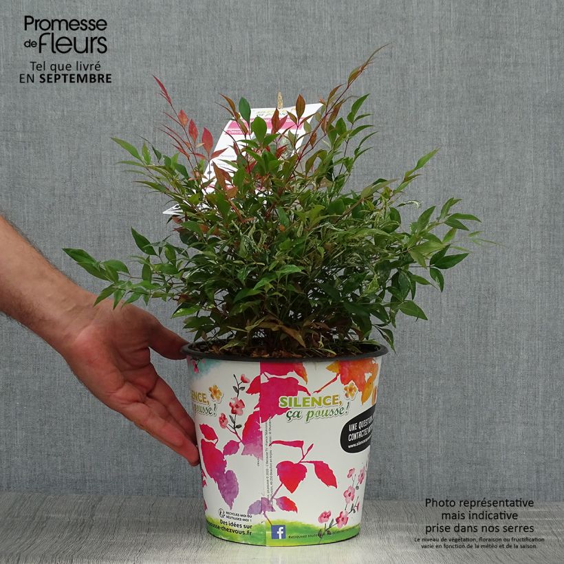 Spécimen de Nandina domestica Red Light - Bambou sacré nain tel que livré en automne