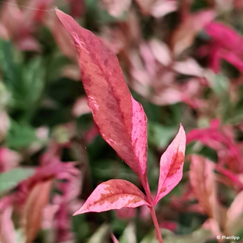 Nandina domestica Red Light - Bambou sacré nain (Feuillage)