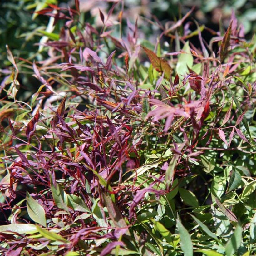 Bambou sacré - Nandina domestica Sienna Sunrise (Feuillage)