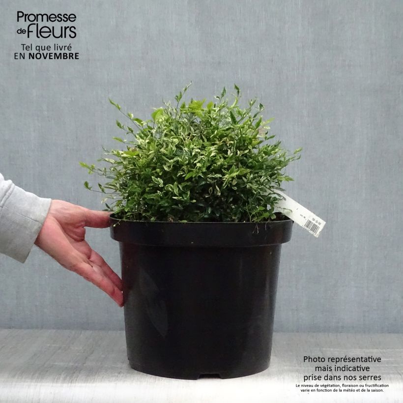 Spécimen de Nandina domestica Twilight - Bambou sacré Pot de 7,5L/10L tel que livré en automne