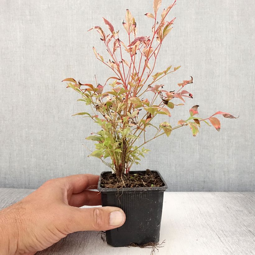 Spécimen de Nandina domestica Twilight - Bambou sacré Godet de 8/9 cm tel que livré en été