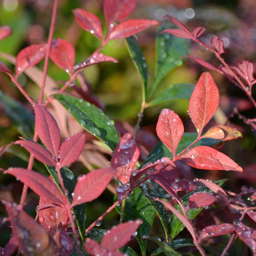 Nandina Obsessed Seika - Bambou sacré (Feuillage)