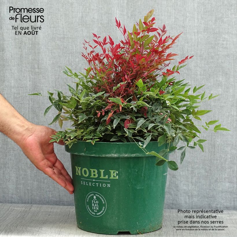 Spécimen de Nandina Obsessed Seika - Bambou sacré Pot de 7,5L/10L tel que livré en été