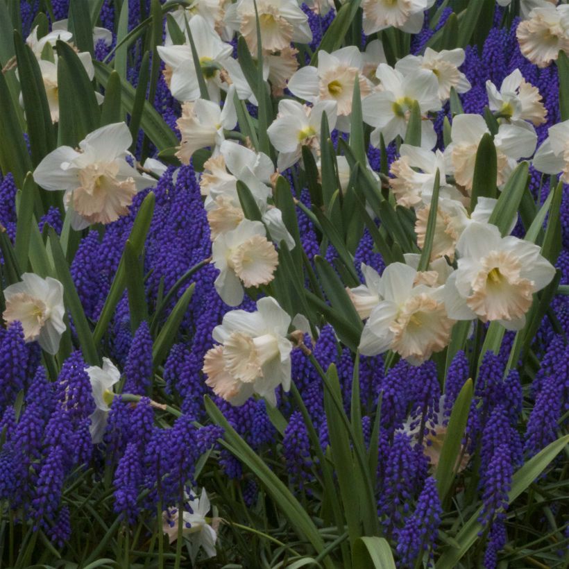 Narcisse British Gamble (Floraison)
