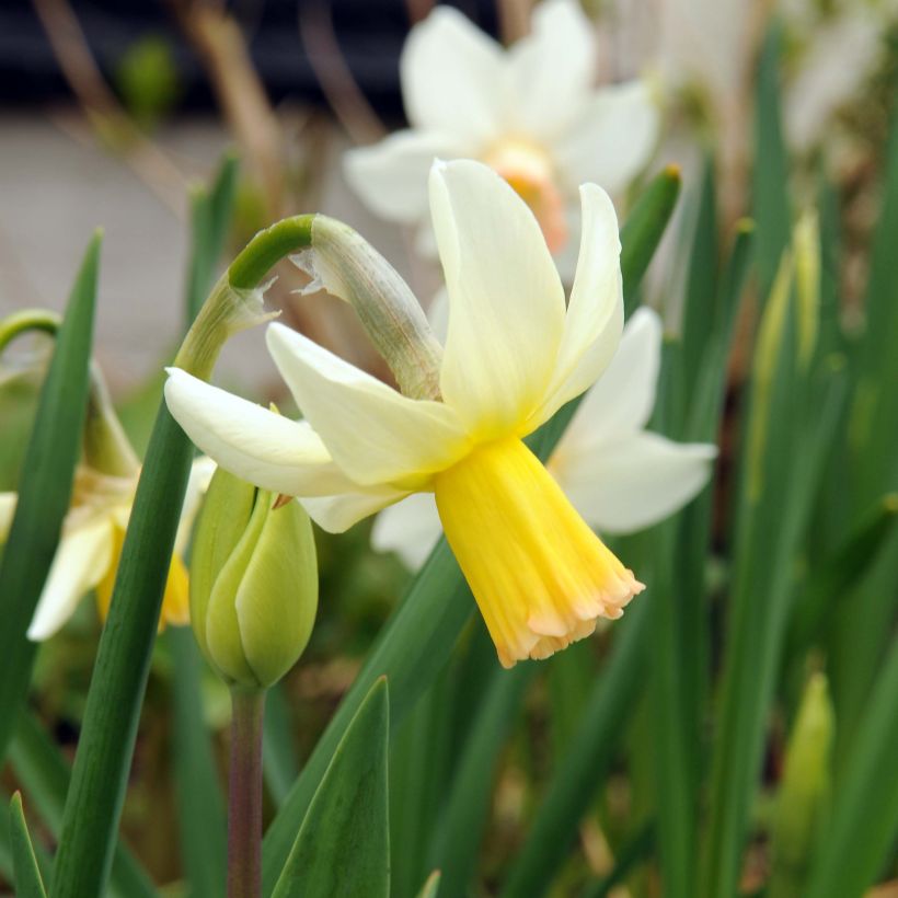 Narcisse Cotinga (Floraison)