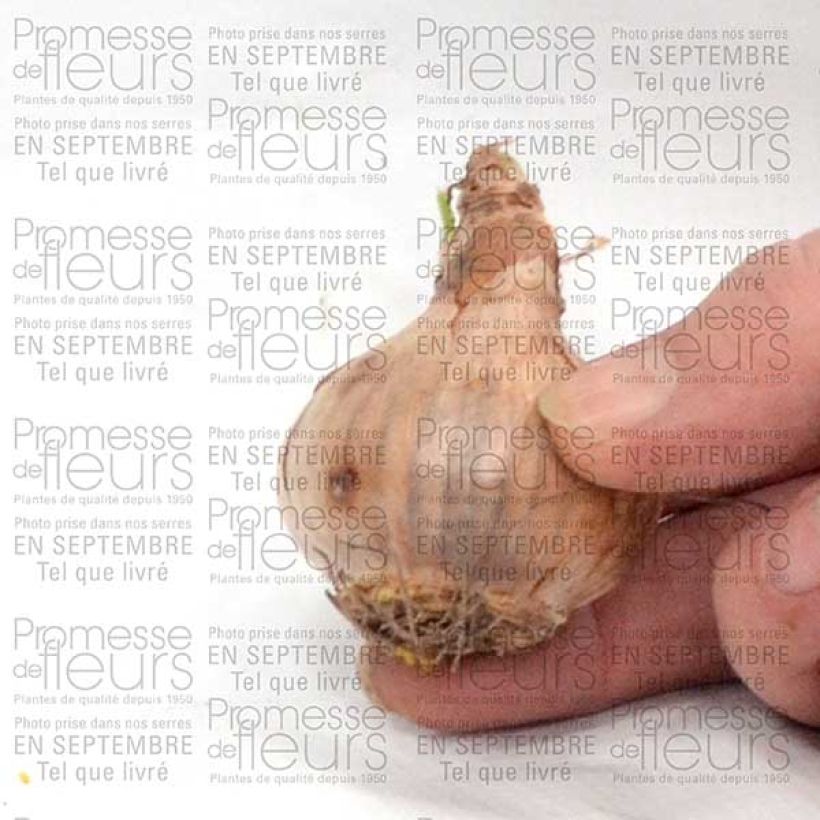 Exemple de spécimen de Narcisse Curlew Bulbe tel que livré