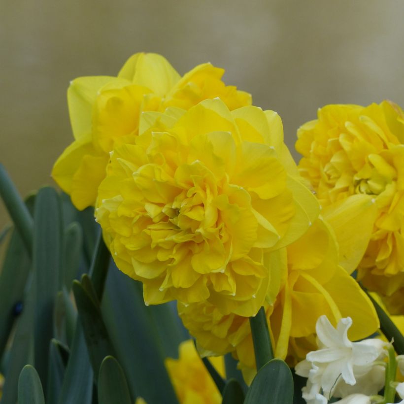 Narcisse Easter Tide (Floraison)