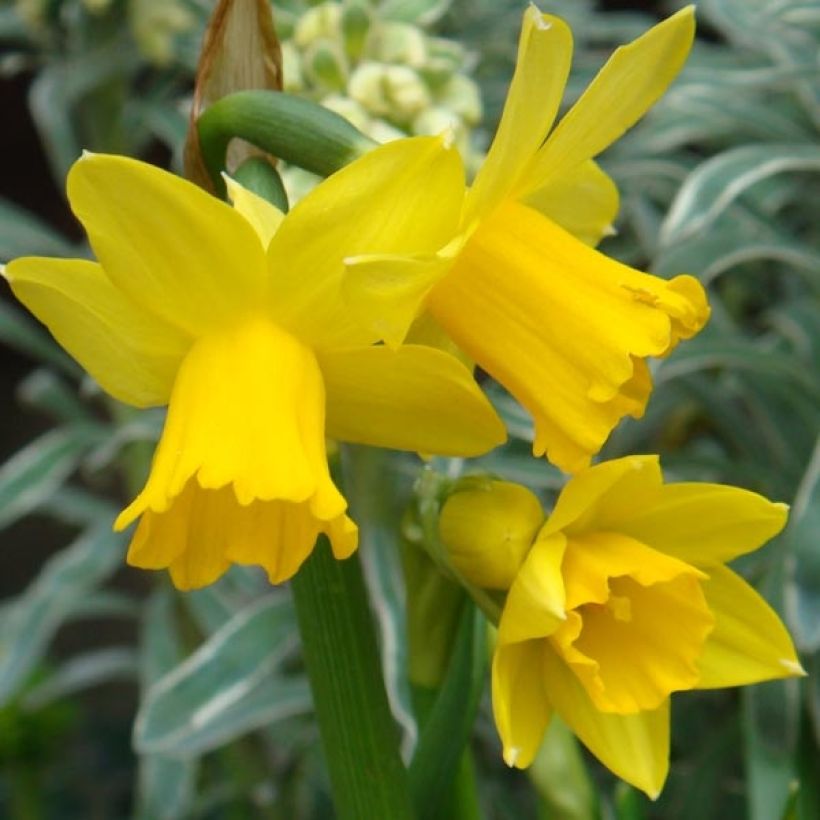 Narcisse February Gold (Floraison)