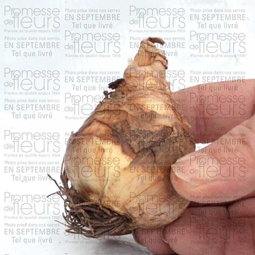 Exemple de spécimen de Narcisse Flower Record Bulbe tel que livré