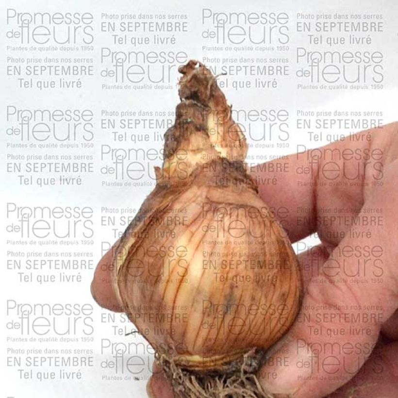 Exemple de spécimen de Narcisse Galactic Star Bulbe tel que livré