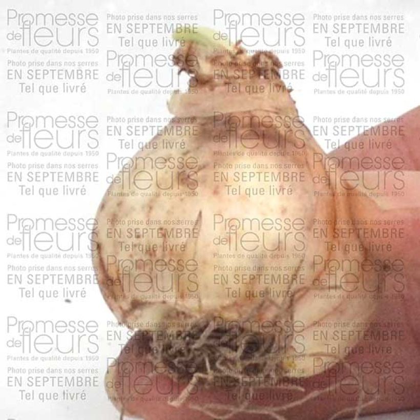 Exemple de spécimen de Narcisse Jet Fire Bulbe tel que livré