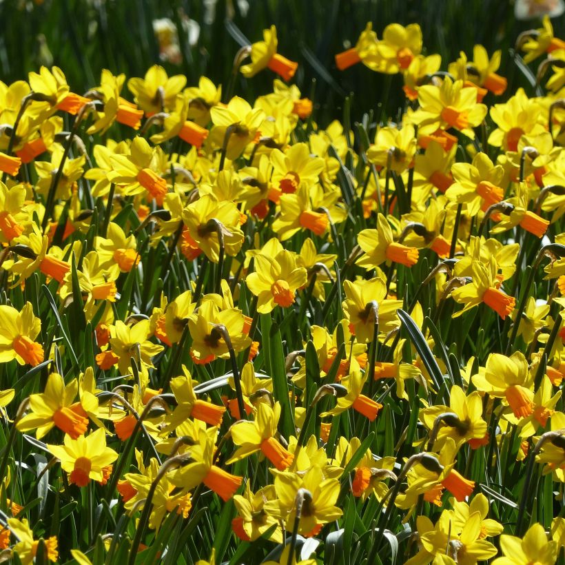 Narcisse Jet Fire (Floraison)