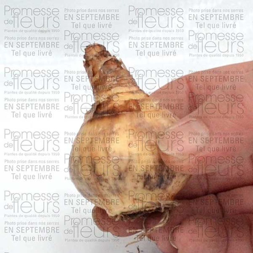 Exemple de spécimen de Narcisse Parabole Bulbe tel que livré